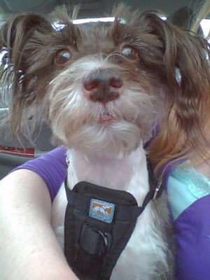 Image of Pixel Blue Eyes Face Close Up Wearing Seat Belt Harness