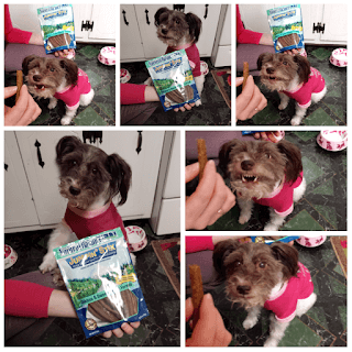 Photo collage showing several images of Pixel barking, howling, and smiling at her Mommy while asking for a Natural Balance Sweet Potato and Chicken flavored Jumping Stix treat